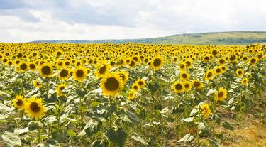 Meadow with sunflowers thumb