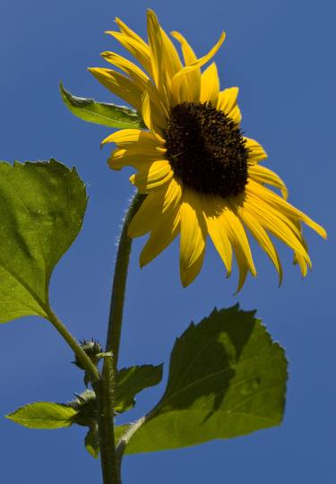 Sunflower on blue sky thumb