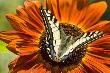 White butterfly rice paper dragon on orange sunflower thumb