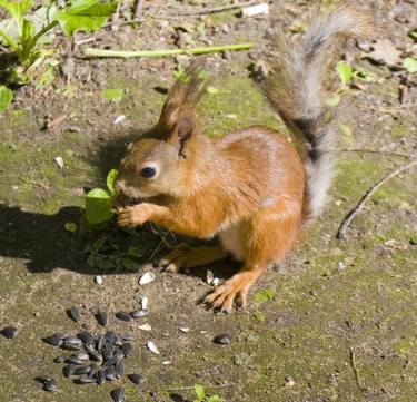 Squirrel thumb