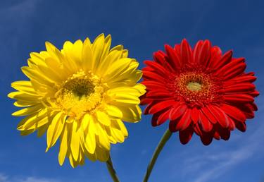 two gerbera yellow and red thumb