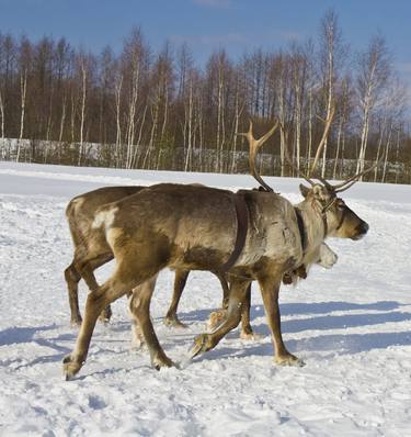 Northen deer running on snow field thumb