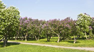 Lilac garden thumb