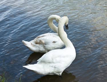 Two white swans thumb