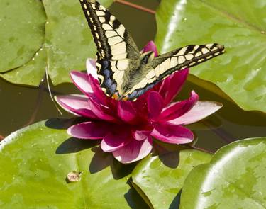 White butterfly Rice paper dragon on crimson water lily thumb