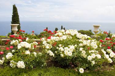 Rose garden on sea shore thumb