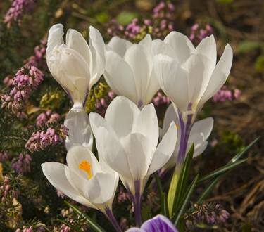 White crocuses thumb