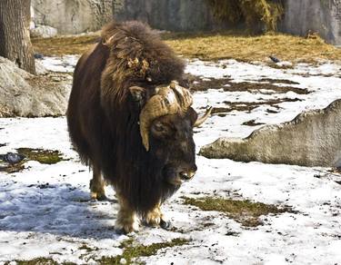 Print of Fine Art Animal Photography by Irina Afonskaya