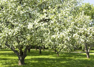 Apple garden in blossom thumb