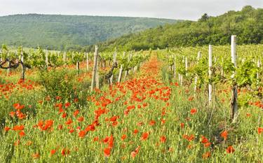 Red poppies and vineyards thumb