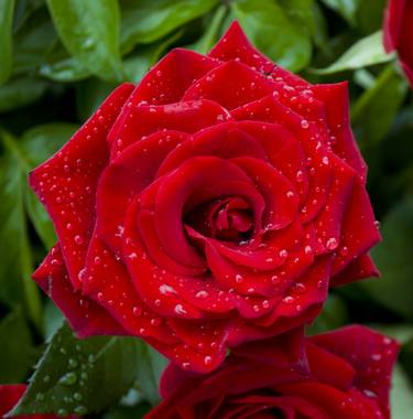 Red rose with water drops thumb
