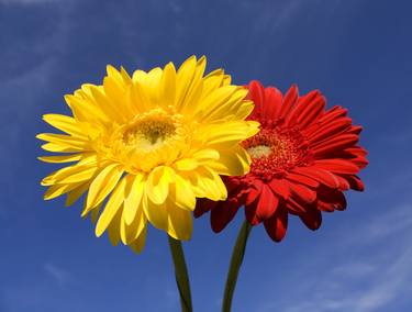 Two gerbera yellow and red thumb
