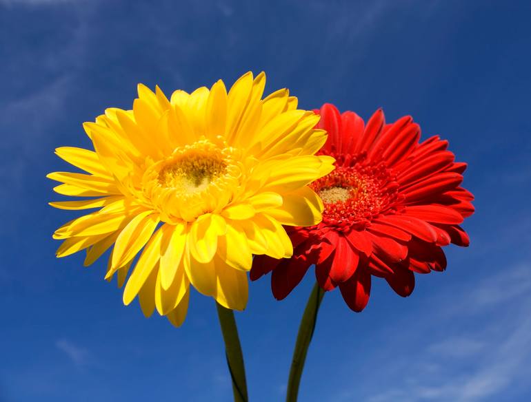 Original Floral Photography by Irina Afonskaya | Other Art on Canvas | Two gerbera yellow and red