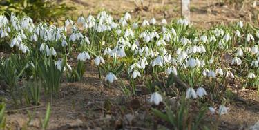 Snowdrops thumb