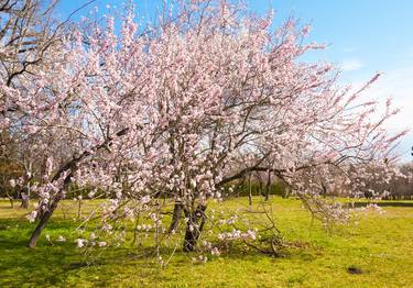 Pink almond tree in blossom thumb