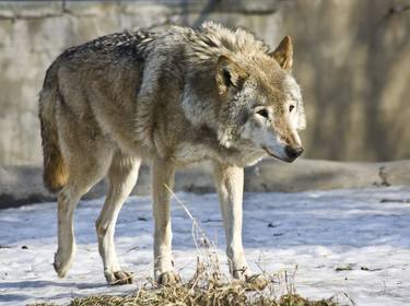 Wolf walking on snow thumb