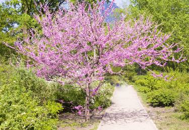 Redbud tree in blossom (cercis tree) thumb