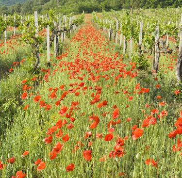 Red poppies on vineyards. thumb