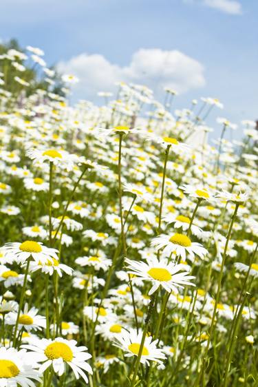 Meadow with camomiles (daisies) thumb