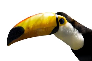 Ramphastoc toco toucan thumb