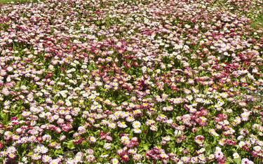 meadow with pink daisies thumb