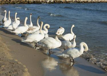 White swans near sea thumb