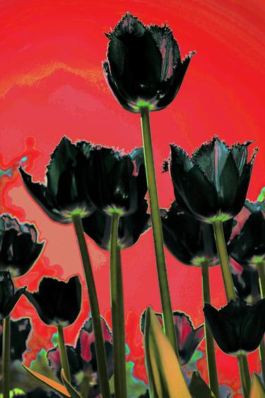 Black tulips on red thumb