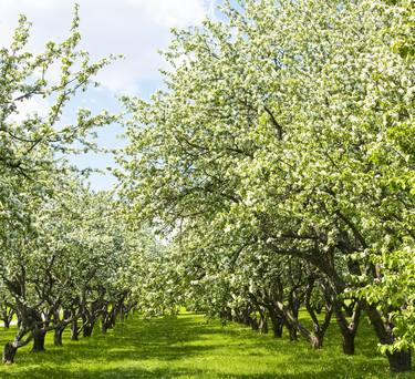 Apple garden thumb