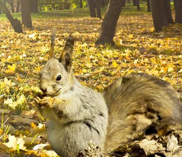Squirrel in autumn forest thumb