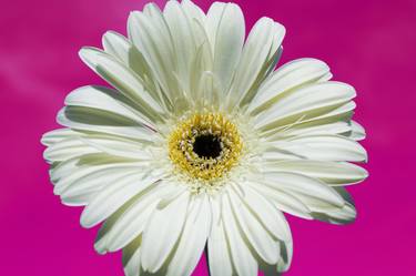 White gerbera flower on pink thumb