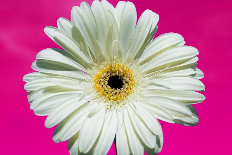 Original Floral Photography by Irina Afonskaya | Other Art on Canvas | White gerbera flower on pink