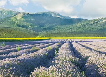 Lavender field and hills thumb