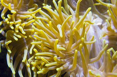 Actinia (sea anemona) thumb