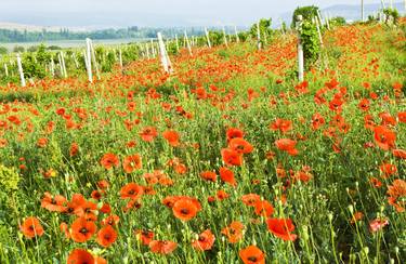 Red poppies on vineyards thumb