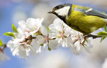 Titmouse on branch with apple flowers thumb