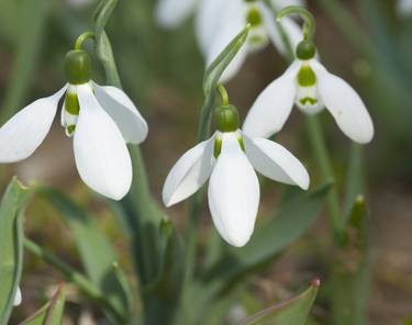 Snowdrops closely thumb