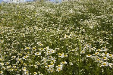 Meadow with daisies (camomiles) thumb