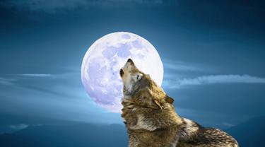 Wolf and moon thumb