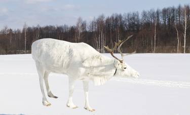 White deer on snow field thumb