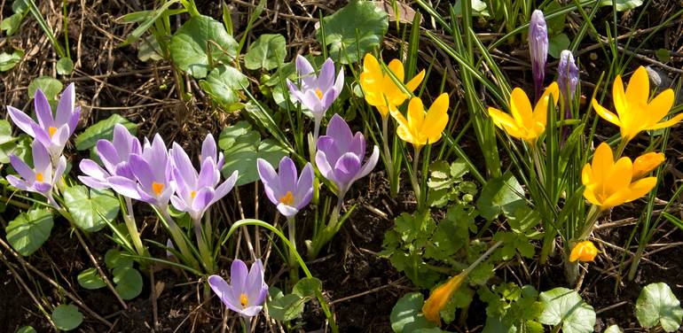 Original Floral Photography by Irina Afonskaya | Digital Art Art on Canvas | Purple and yellow crocuses
