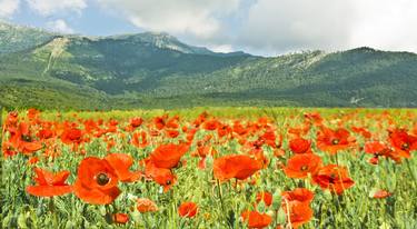 Red poppies meadow in hills thumb