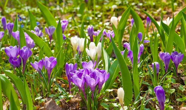 Original Floral Photography by Irina Afonskaya | Digital Art Art on Canvas | Purple and white crocuses