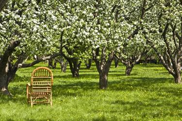 Apple garden in blossom thumb