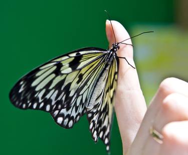 Buterfly on finger thumb