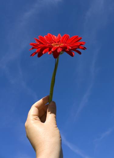 Red gerbera in hand on blue sky thumb