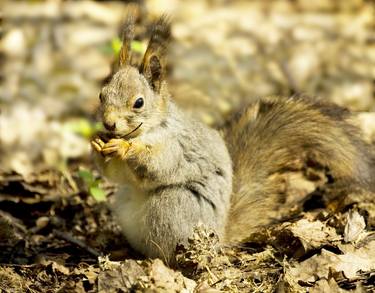 Print of Animal Photography by Irina Afonskaya