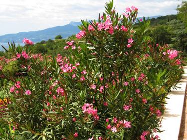 Hills and oleander flowers thumb