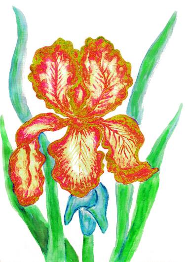 Iris red and yellow thumb