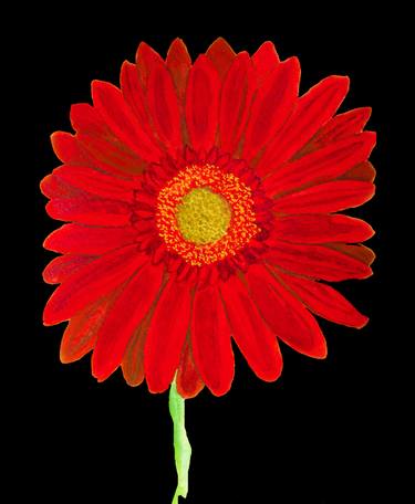 Red gerbera on black thumb