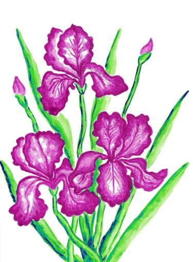 Three pink irises thumb